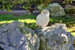 1A und 1B im Waldpark Grünau